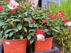 -溪岸路花鸟市场