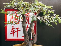-觀芷隐轩