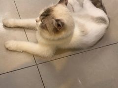-平行世界·猫咖(首经贸店)