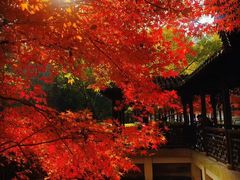 -昆山城市生态森林公园