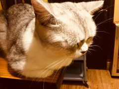 -more than meow吴止猫主题餐厅(承德 中船汇店)