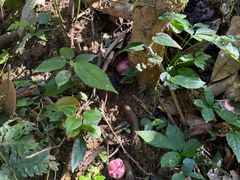-西双版纳原始森林公园