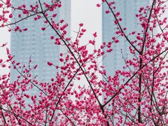 -望江楼公园