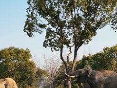-上海野生动物园
