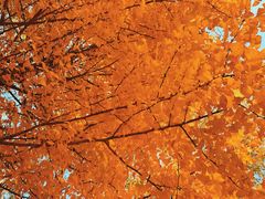 -大兴滨河森林公园