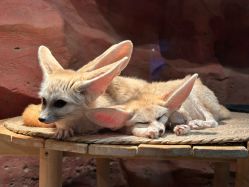 点击看大图 -Zoolung Zoolung动物主题公园(海信广场店)