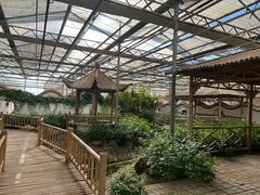 -上海都市菜园