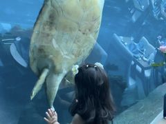 -涛·海底餐厅·美人鱼·自助餐·海底隧道(三亚海棠湾洲际度假酒店)