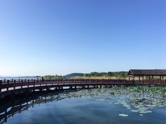 -西京湾花海
