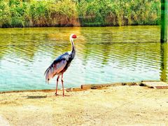 -盐城丹顶鹤湿地生态旅游区