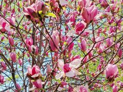 -长白岛森林公园