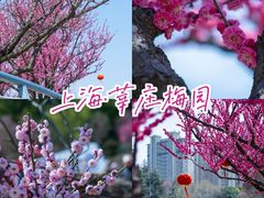 -莘庄梅园