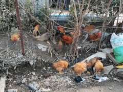 -胜丰草莓采摘园