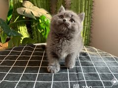 -喵zoo家庭繁育猫舍(尖东智能花园店)