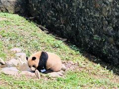 -都江堰中华大熊猫苑