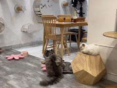-楼上猫咖(罗湖店)