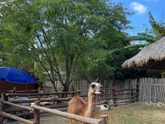 -泉州海丝野生动物世界