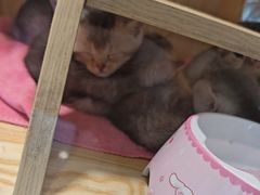 -平行世界·猫咖(首经贸店)