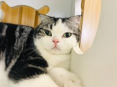 -猫域·湾主题猫咖·宠物吧(南坪城市广场店)