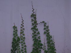 -荔香公园