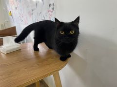 -李小姐の猫咖啡馆(五角场店)