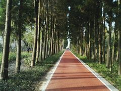 -上海长兴岛郊野公园