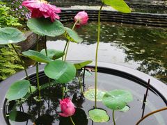 -云溪植物园