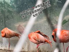 -成都动物园
