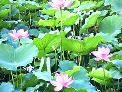 -荔湾湖公园