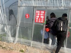 -喜杨洋草莓采摘园