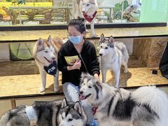 -Husky Go! 哈士奇体验馆·宠物咖啡厅狗咖