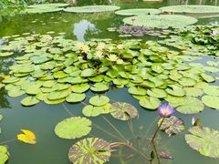 -国家植物园南园