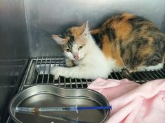 -瑞派宠物医院(搏威敦和院)