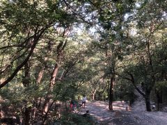 -北京鹫峰国家森林公园