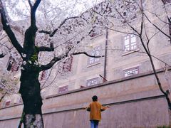-武汉大学-樱园