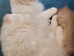 -滚猫咖啡·猫咖·猫友好撸猫(未来城店)