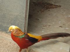 -石家庄市动物园