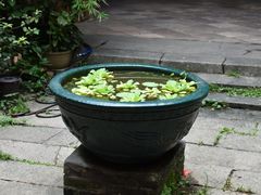 -小洲村