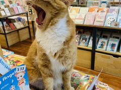 -猫的天空之城概念书店(景德镇陶溪川店)