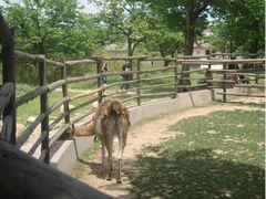景点-西安秦岭野生动物园