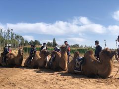 -鄂尔多斯野生动物园