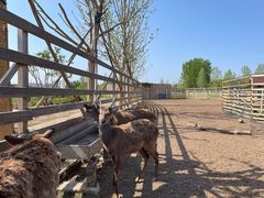 -安德鲁户外烧烤帐篷营地(马泉营店)