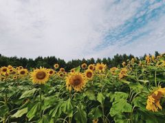 -长春公园(普阳街道)