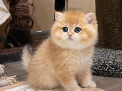 -欣宠猫屋·矮脚拿破仑·蓝金金渐层