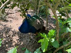 -西霞口神雕山野生动物世界