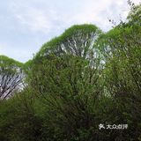 城市漫步 绿色之城，怪不得古人说春日踏青