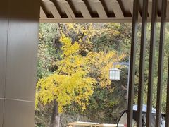 -千年银杏谷文化旅游区