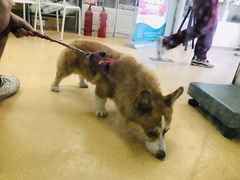 -瑞派·关忠动物医院·猫专科·犬专科(三环新城店)
