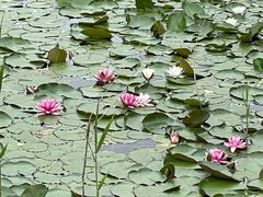 -黄海国家森林公园