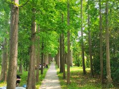 -上海长兴岛郊野公园